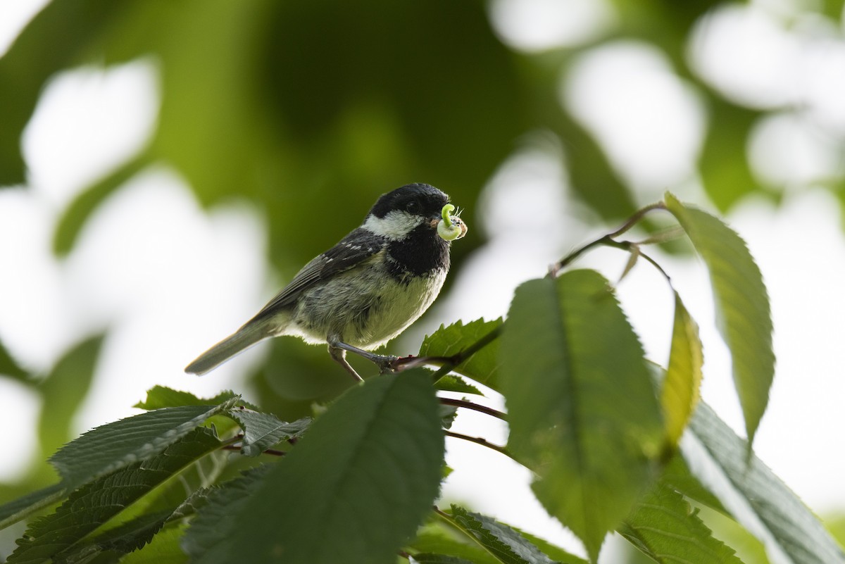 ヒガラ - ML644329893