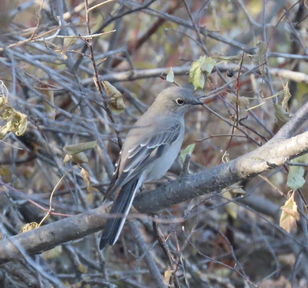 Townsend's Solitaire - ML644329897