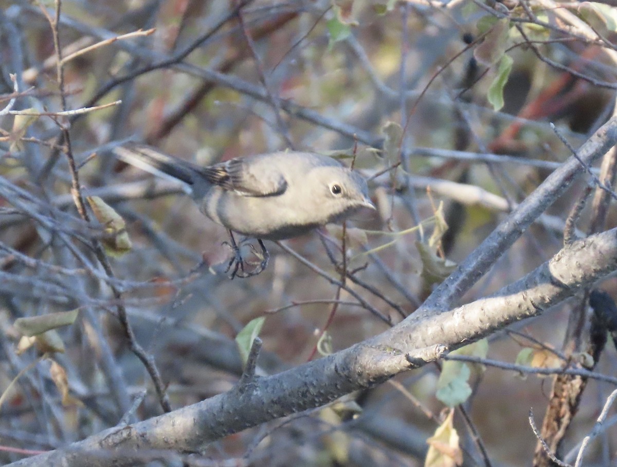 Townsend's Solitaire - ML644329898