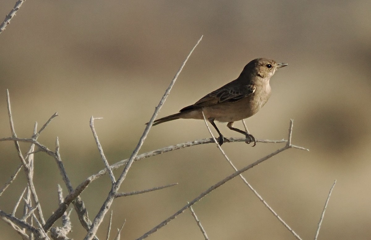 Chat Flycatcher - ML644329900