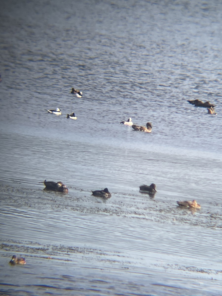 Bufflehead - ML644329908