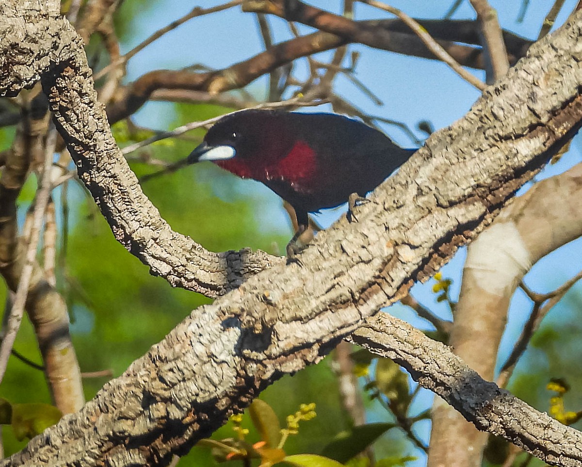 Silver-beaked Tanager - ML644329909