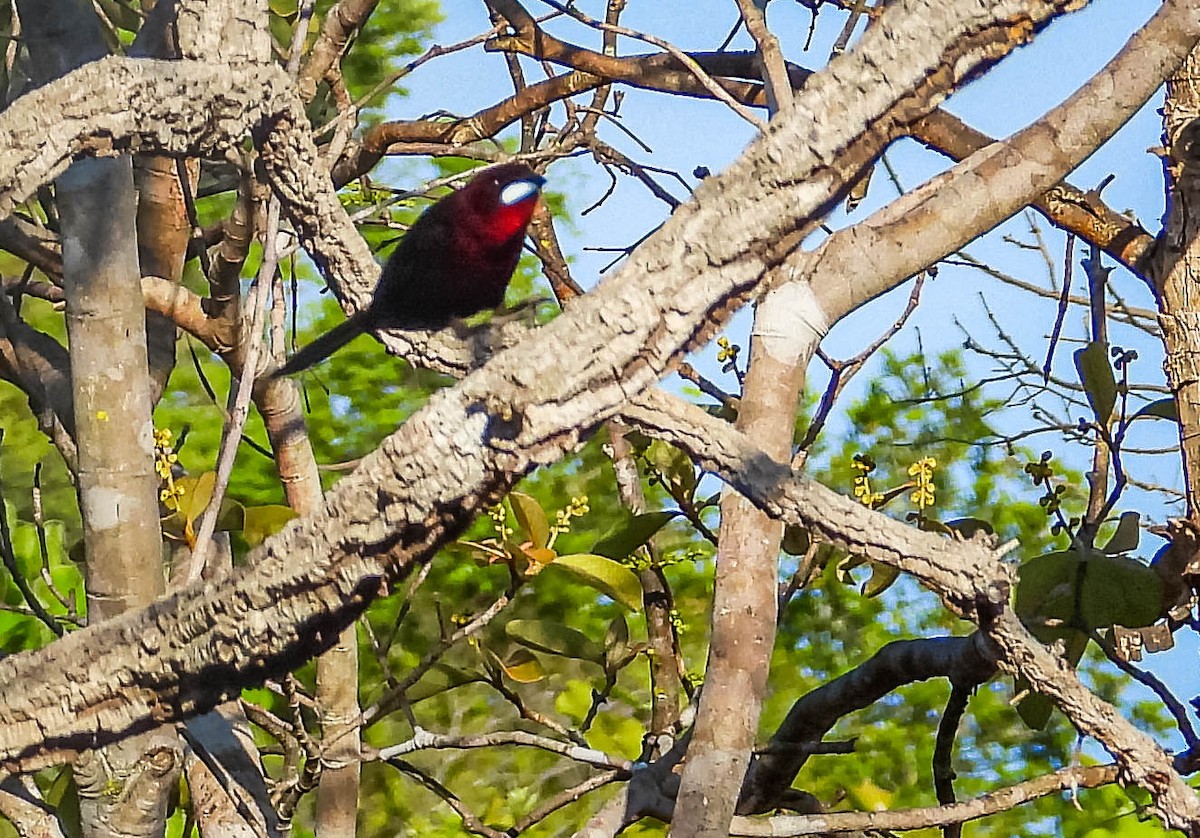 Silver-beaked Tanager - ML644329910