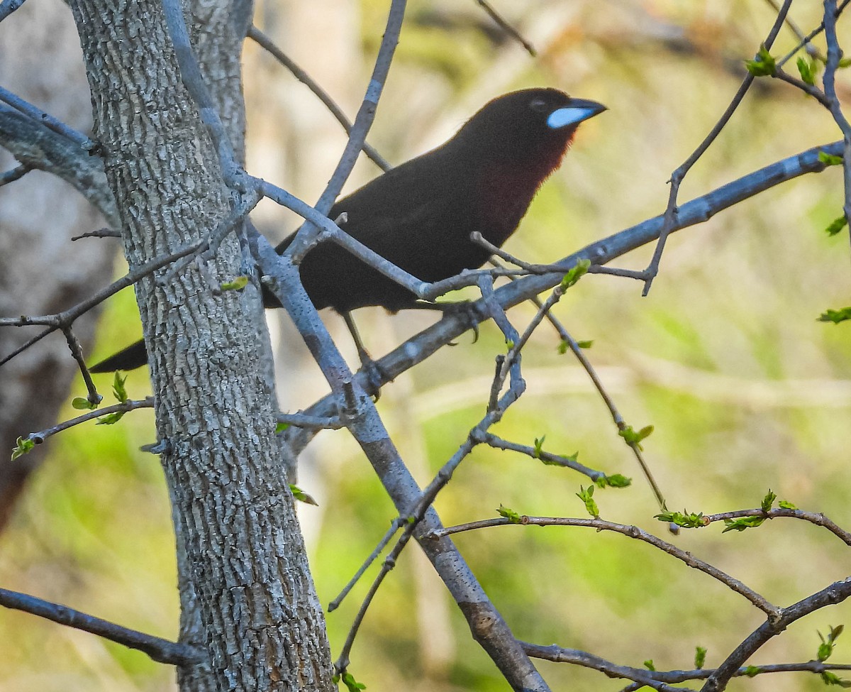 Silver-beaked Tanager - ML644329911