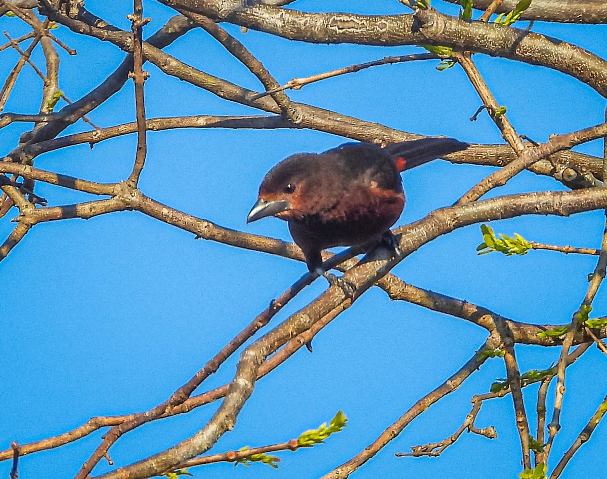 Silver-beaked Tanager - ML644329912