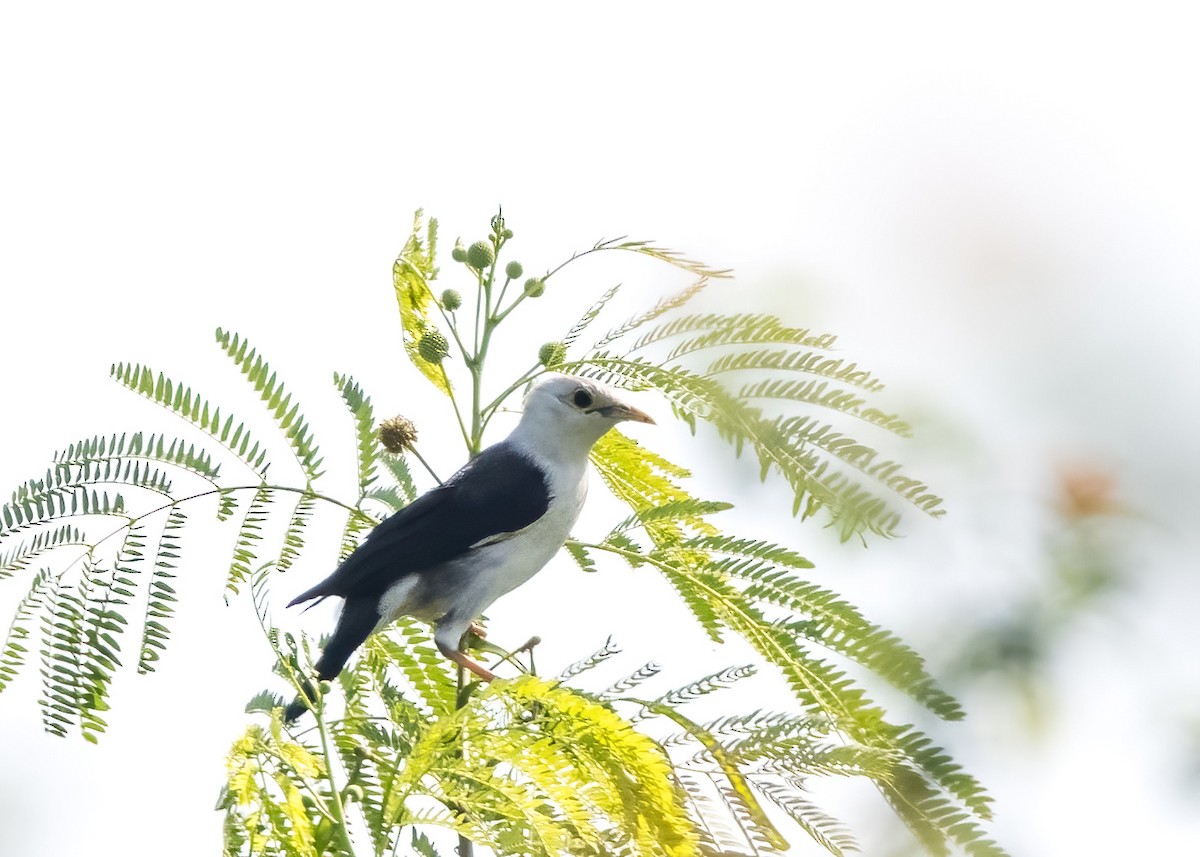 Black-winged Myna (Black-winged) - ML644329921