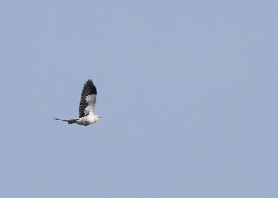 Black-winged Myna (Black-winged) - ML644329922