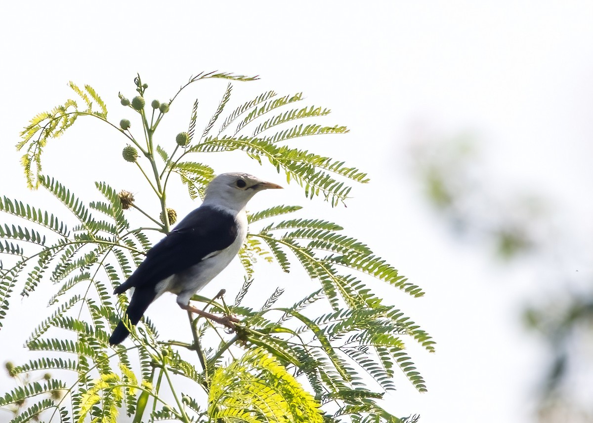 Black-winged Myna (Black-winged) - ML644329925
