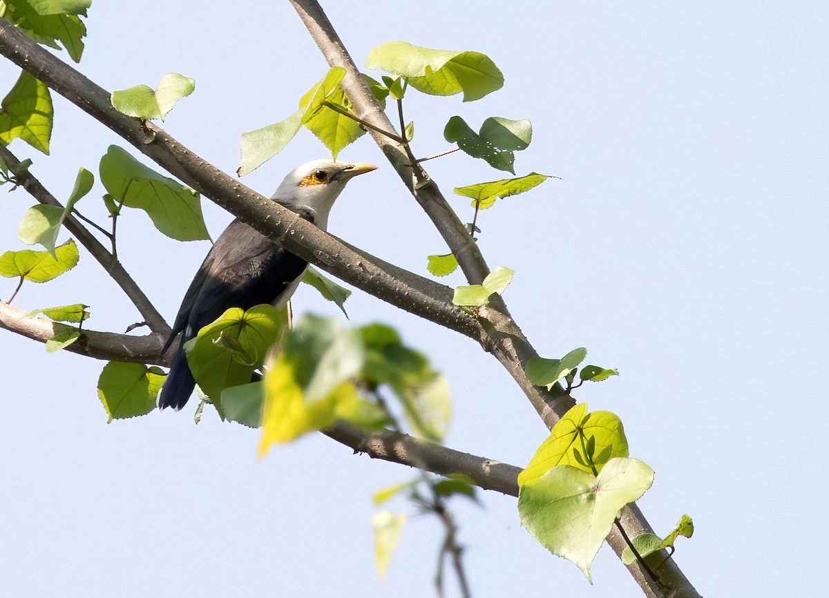 Black-winged Myna (Black-winged) - ML644329927