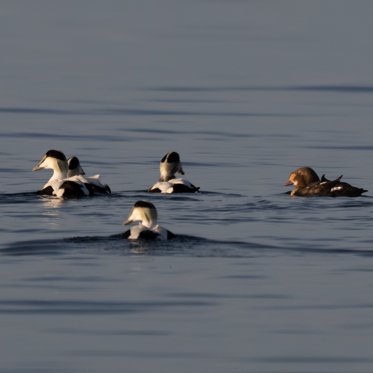 praktærfugl - ML644329934