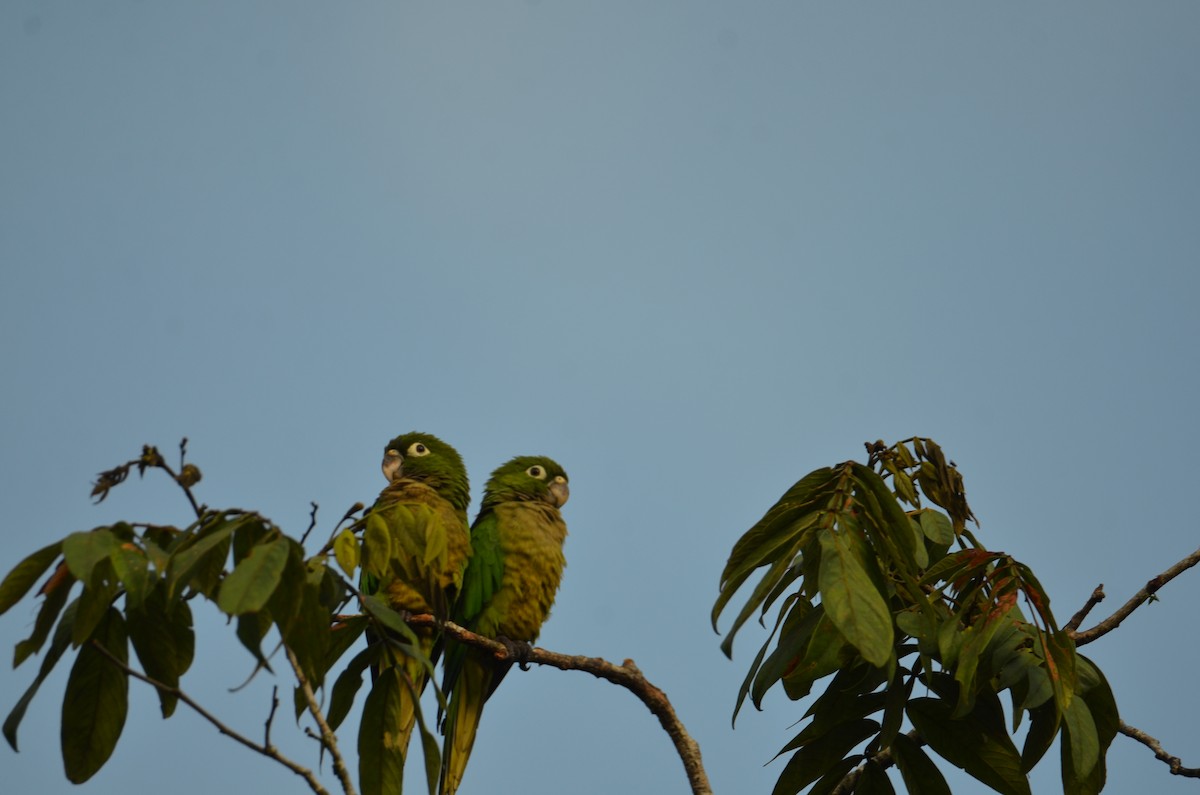 mayaparakitt - ML644329945