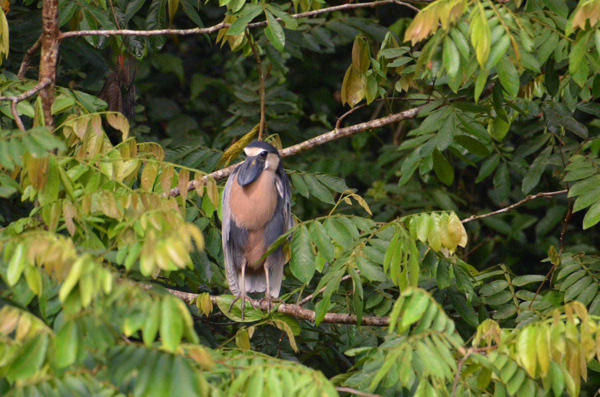 Boat-billed Heron - ML644329969