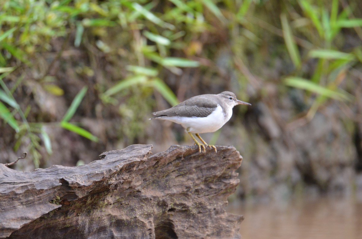 アメリカイソシギ - ML644329987