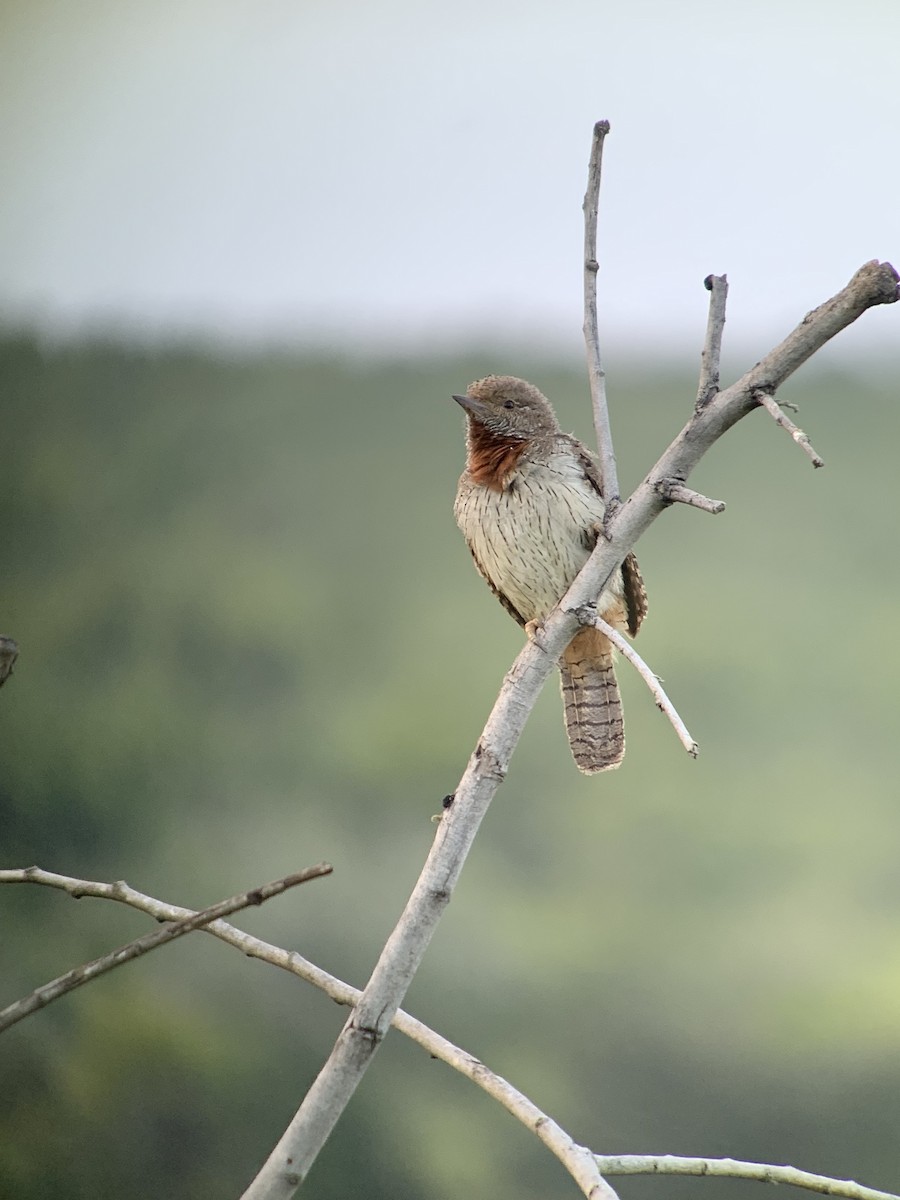 Red-throated Wryneck - ML644329998