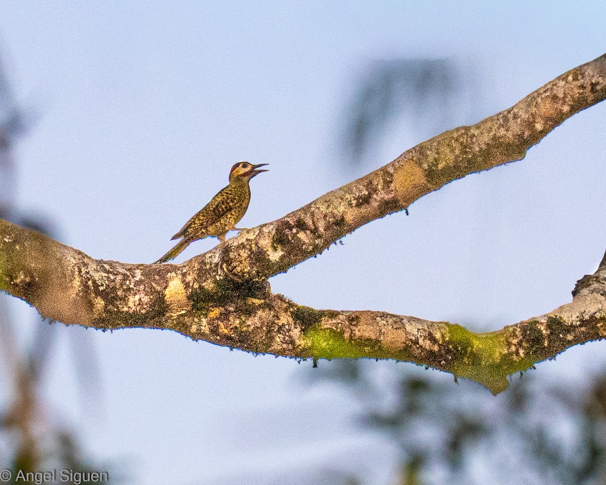 datel mravenčí - ML644330019