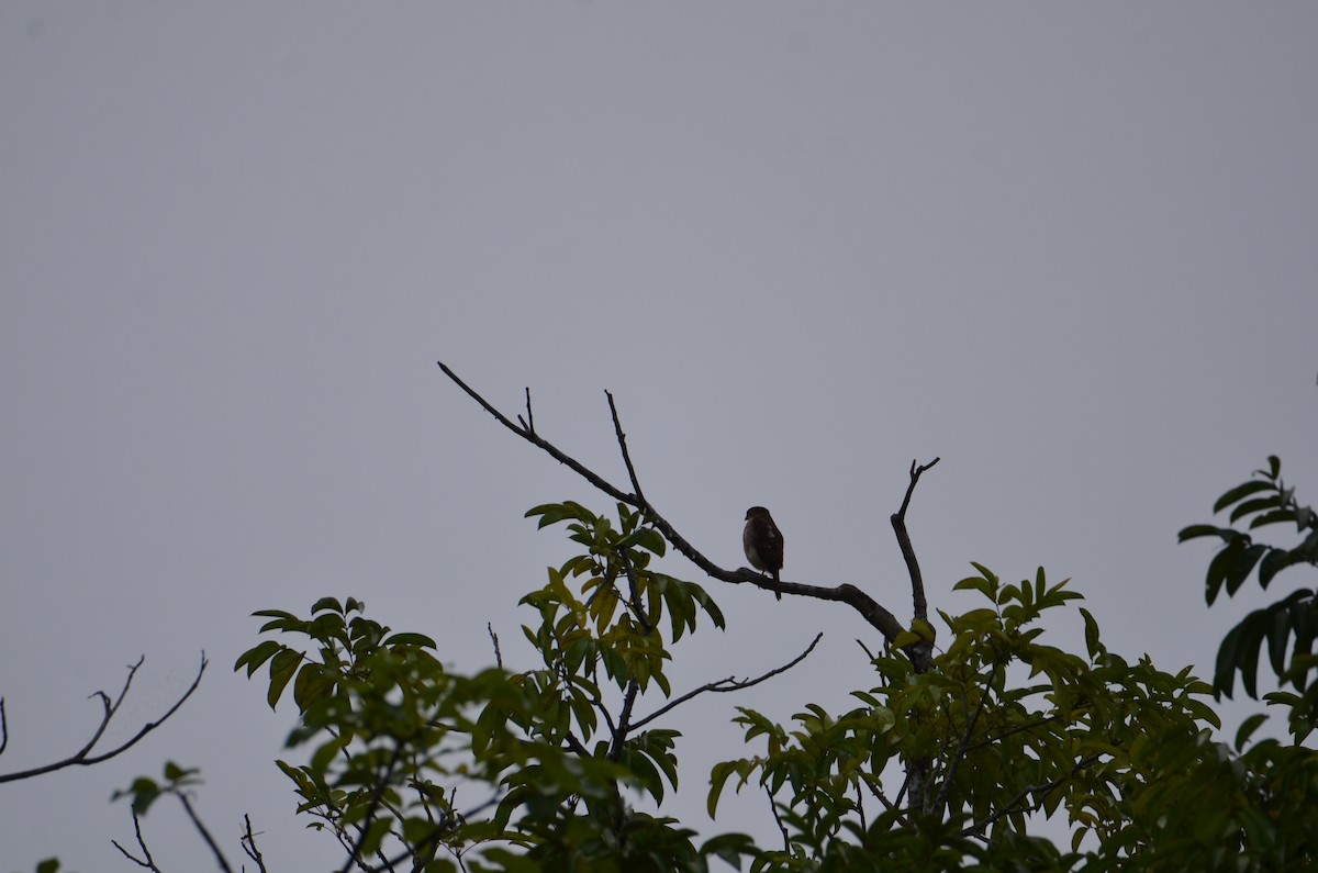 Ястреб-крошка - ML644330030