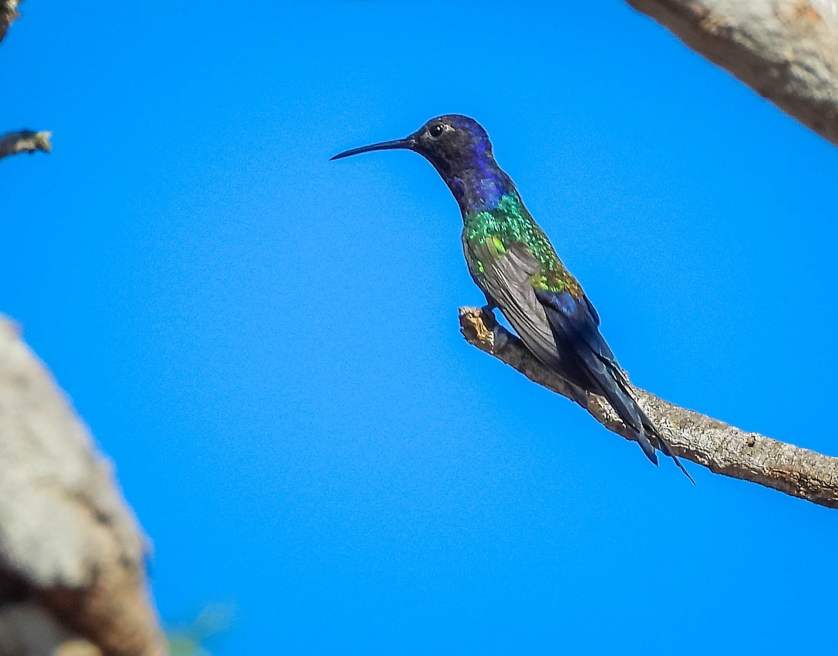 ツバメハチドリ - ML644330040