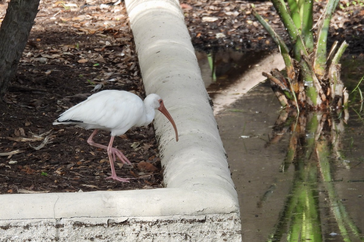 White Ibis - ML644330041
