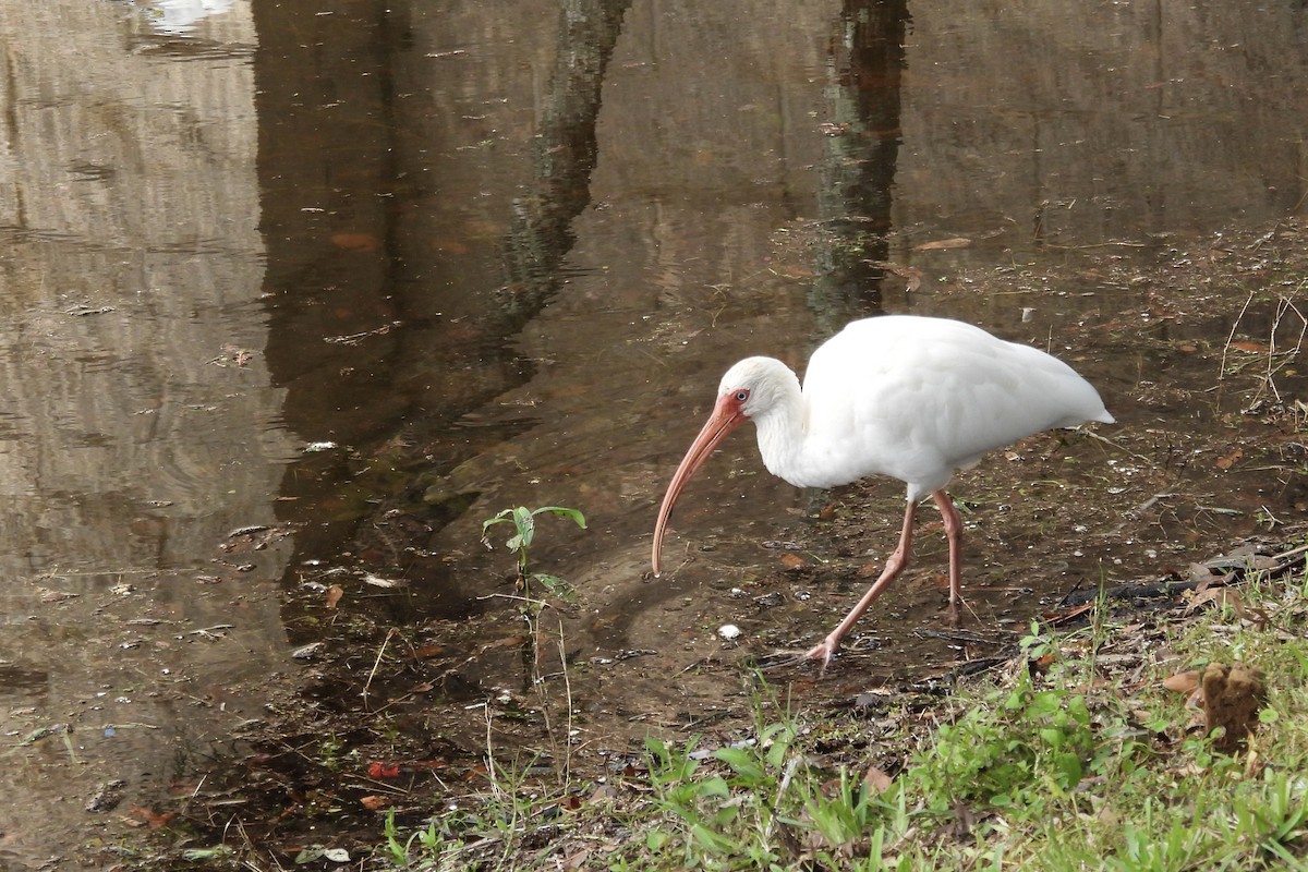 White Ibis - ML644330045