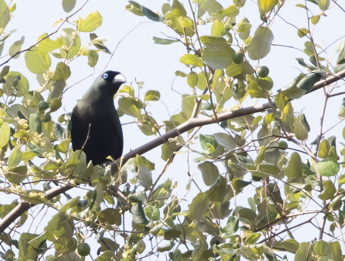 Racket-tailed Treepie - ML644330058