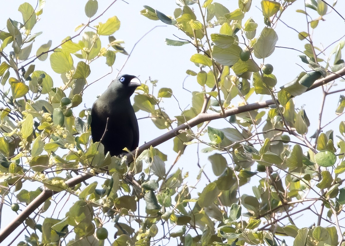 Racket-tailed Treepie - ML644330059