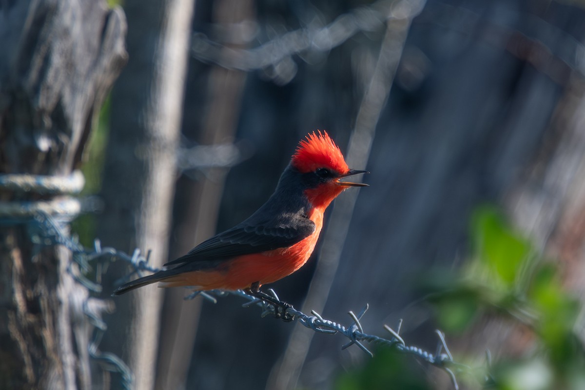 Vermilion Flycatcher (Northern) - ML644330064