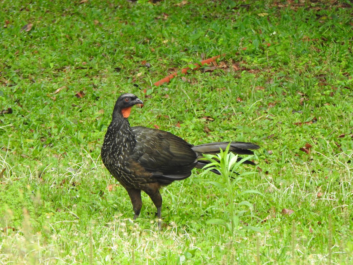 Pénélope yacouhou - ML644330101