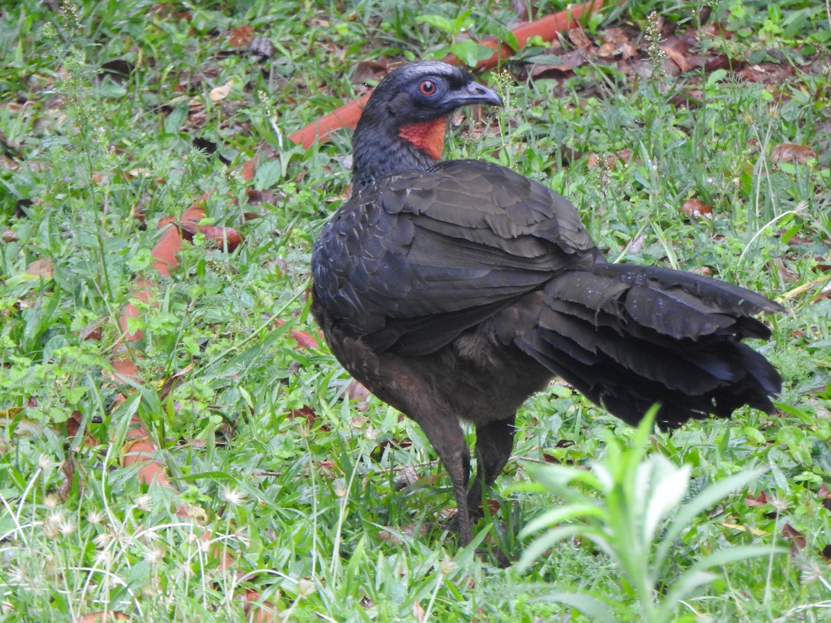 Pénélope yacouhou - ML644330102