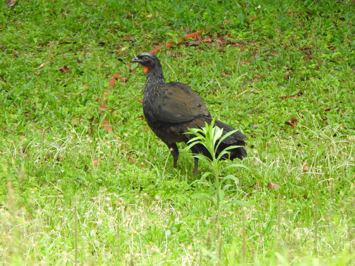 Pénélope yacouhou - ML644330103