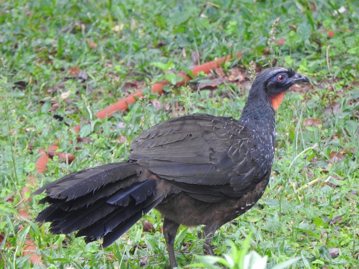 Pénélope yacouhou - ML644330104