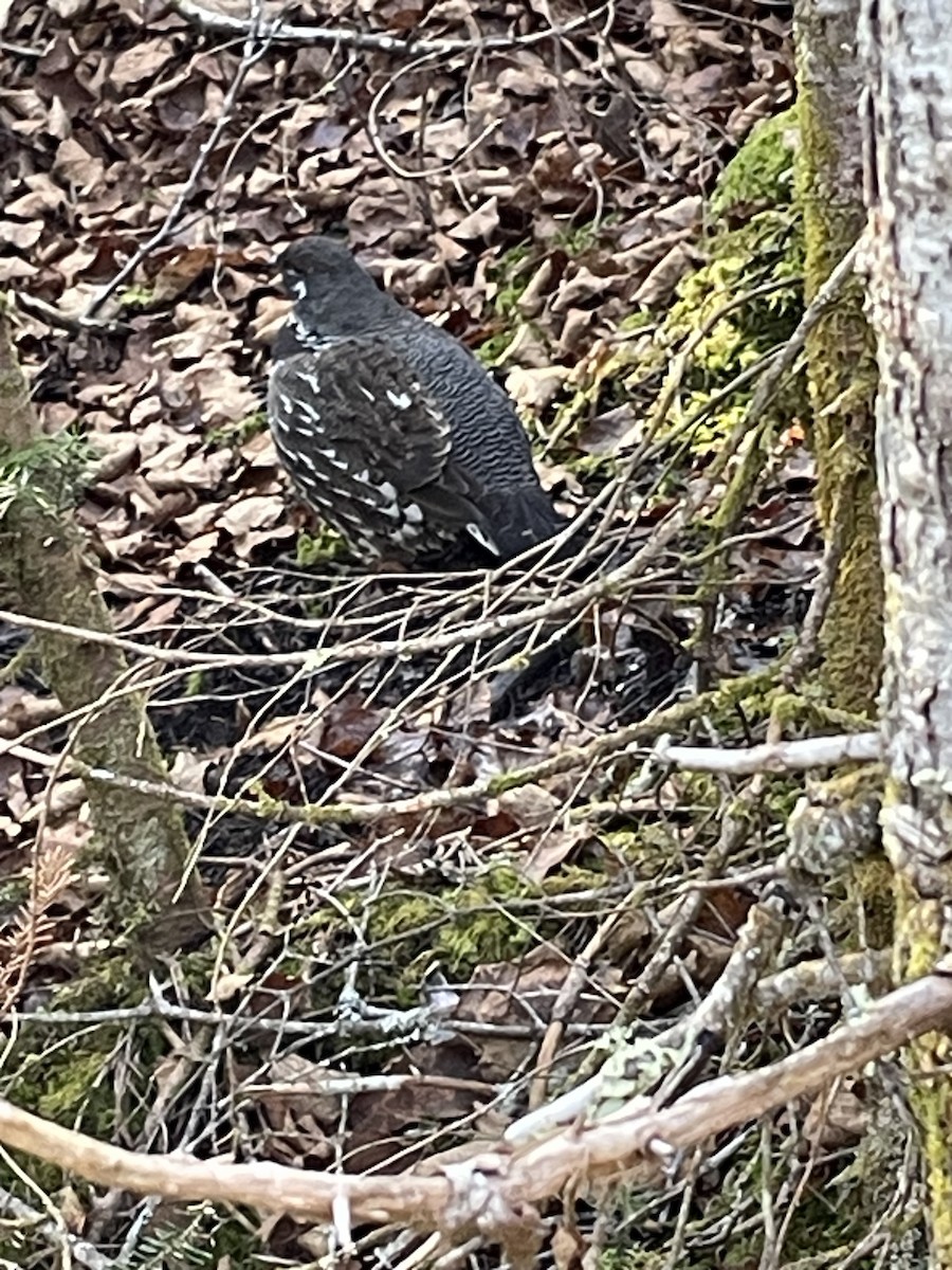 Spruce Grouse - ML644330110