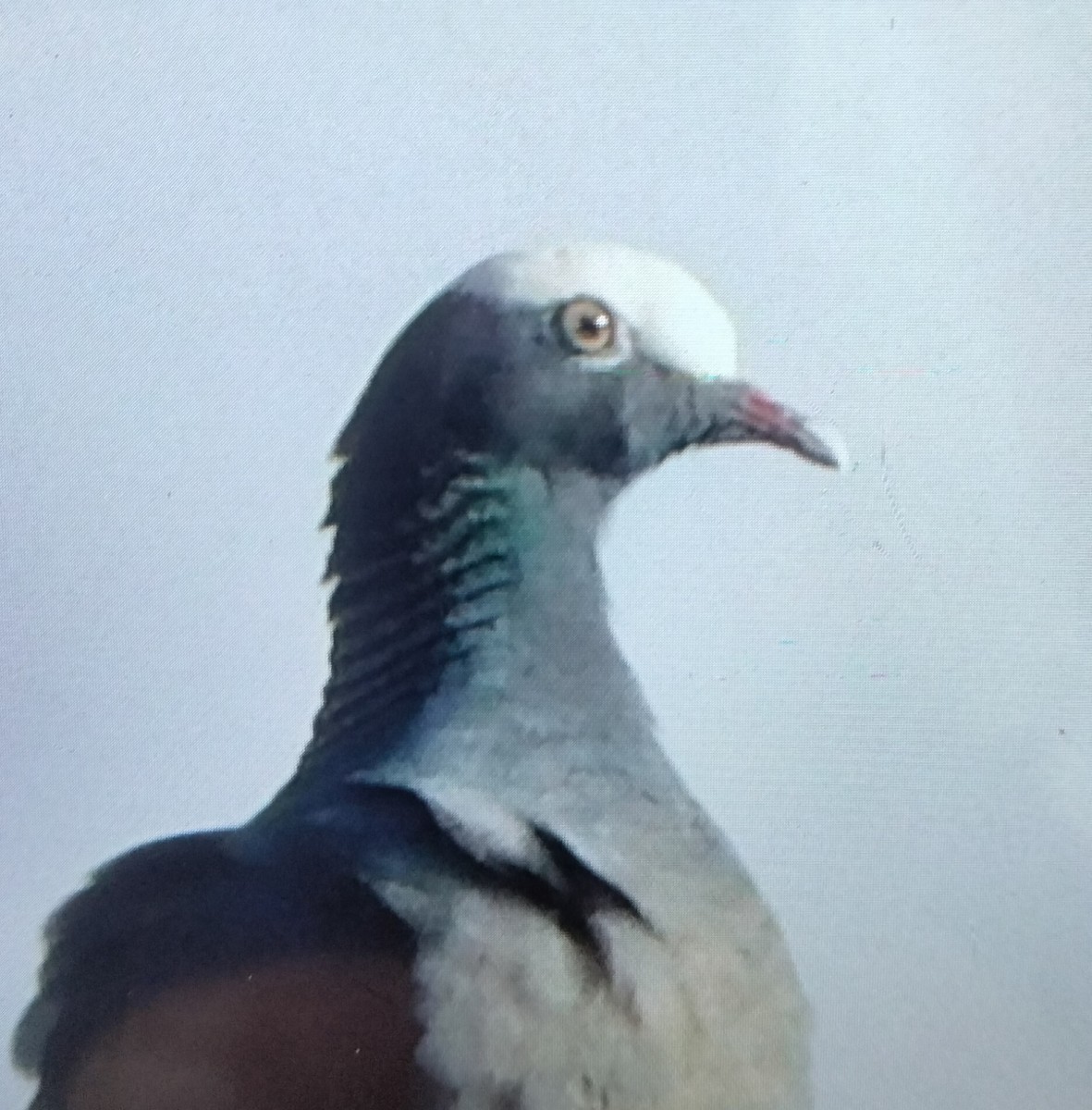 White-crowned Pigeon - ML644330129