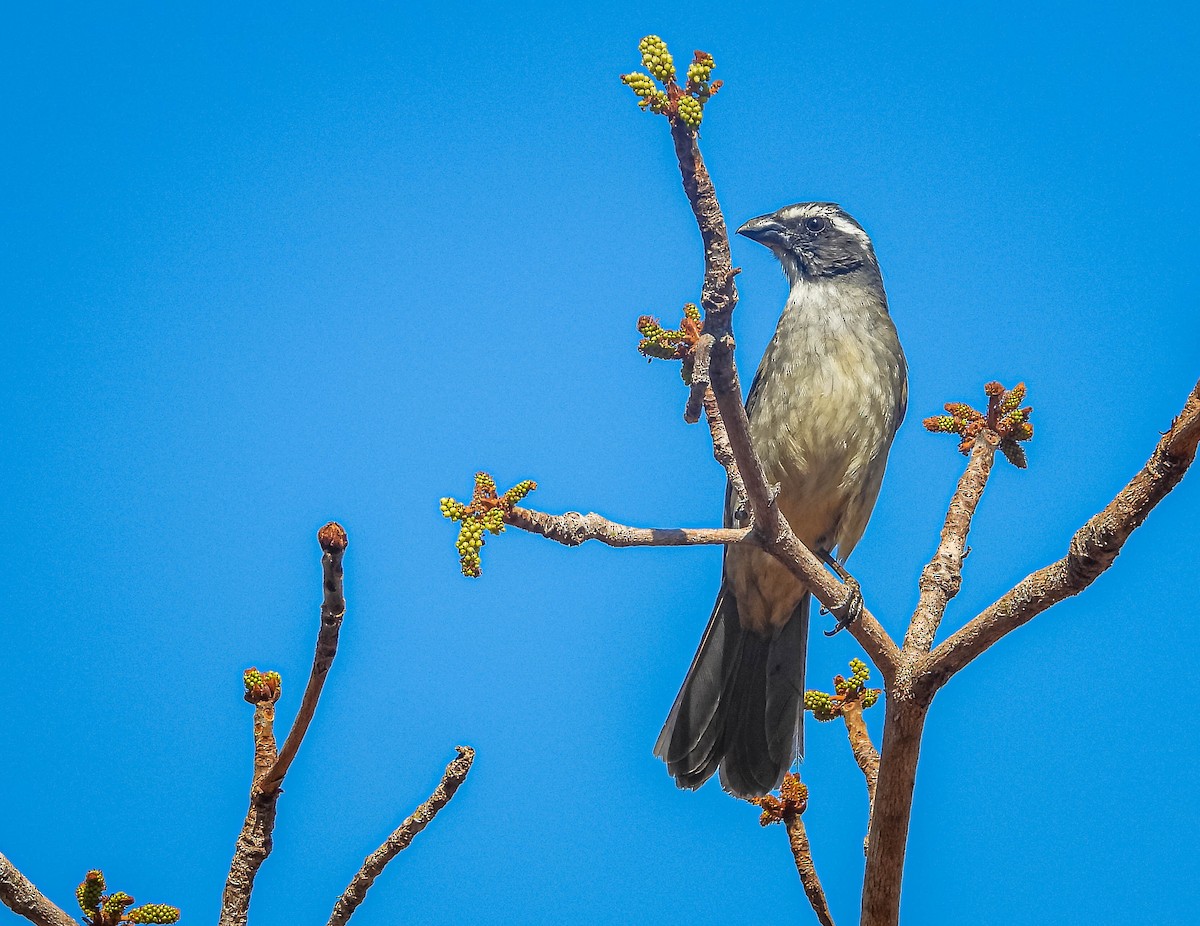 grønnvingesaltator - ML644330149