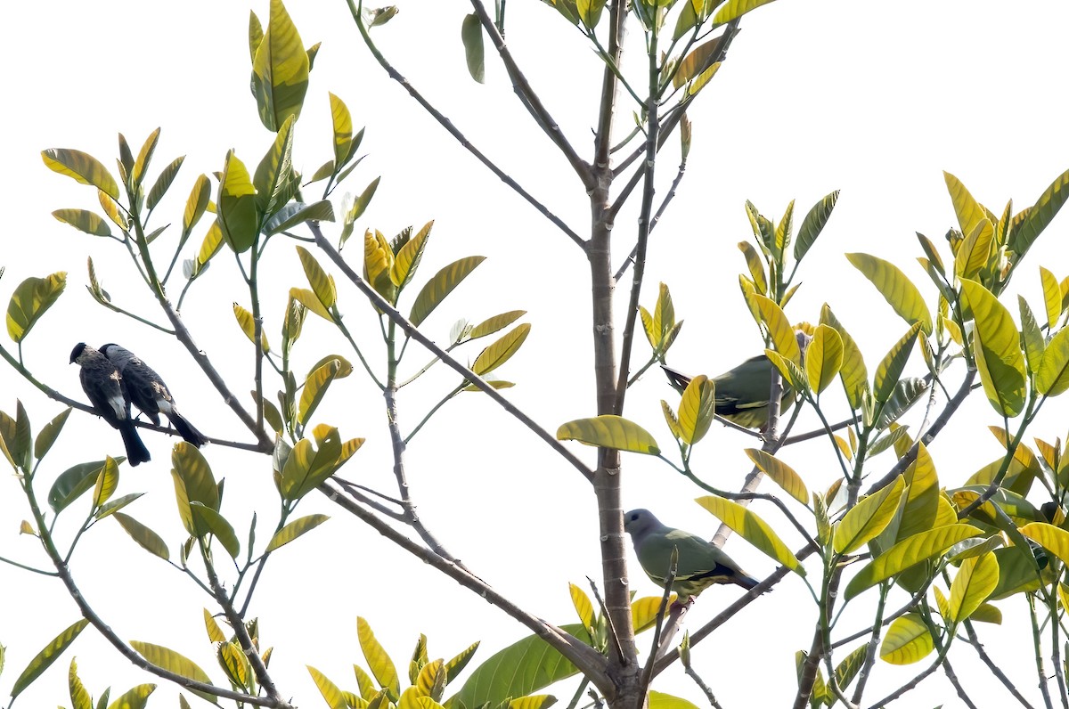 Sooty-headed Bulbul - ML644330154