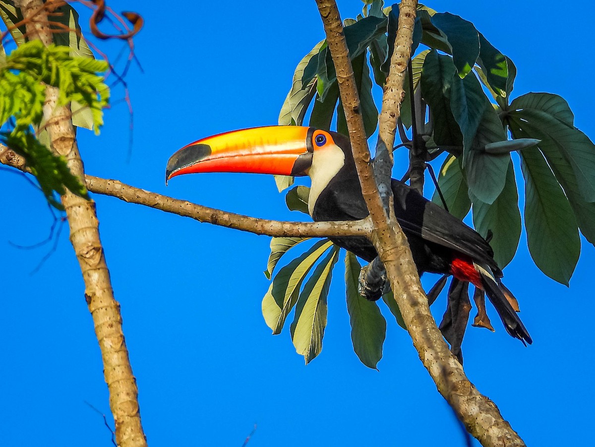 オニオオハシ - ML644330169