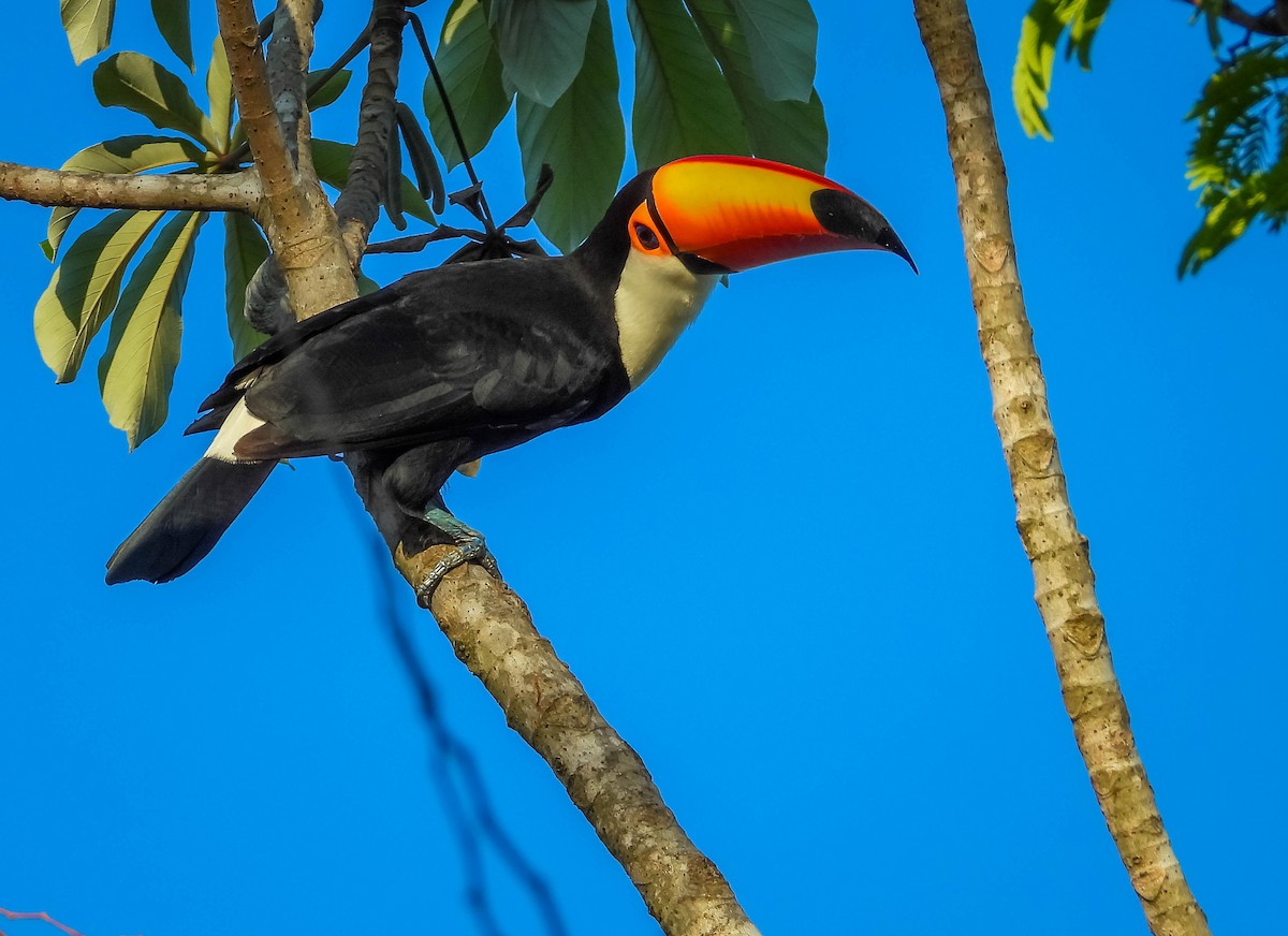 オニオオハシ - ML644330170