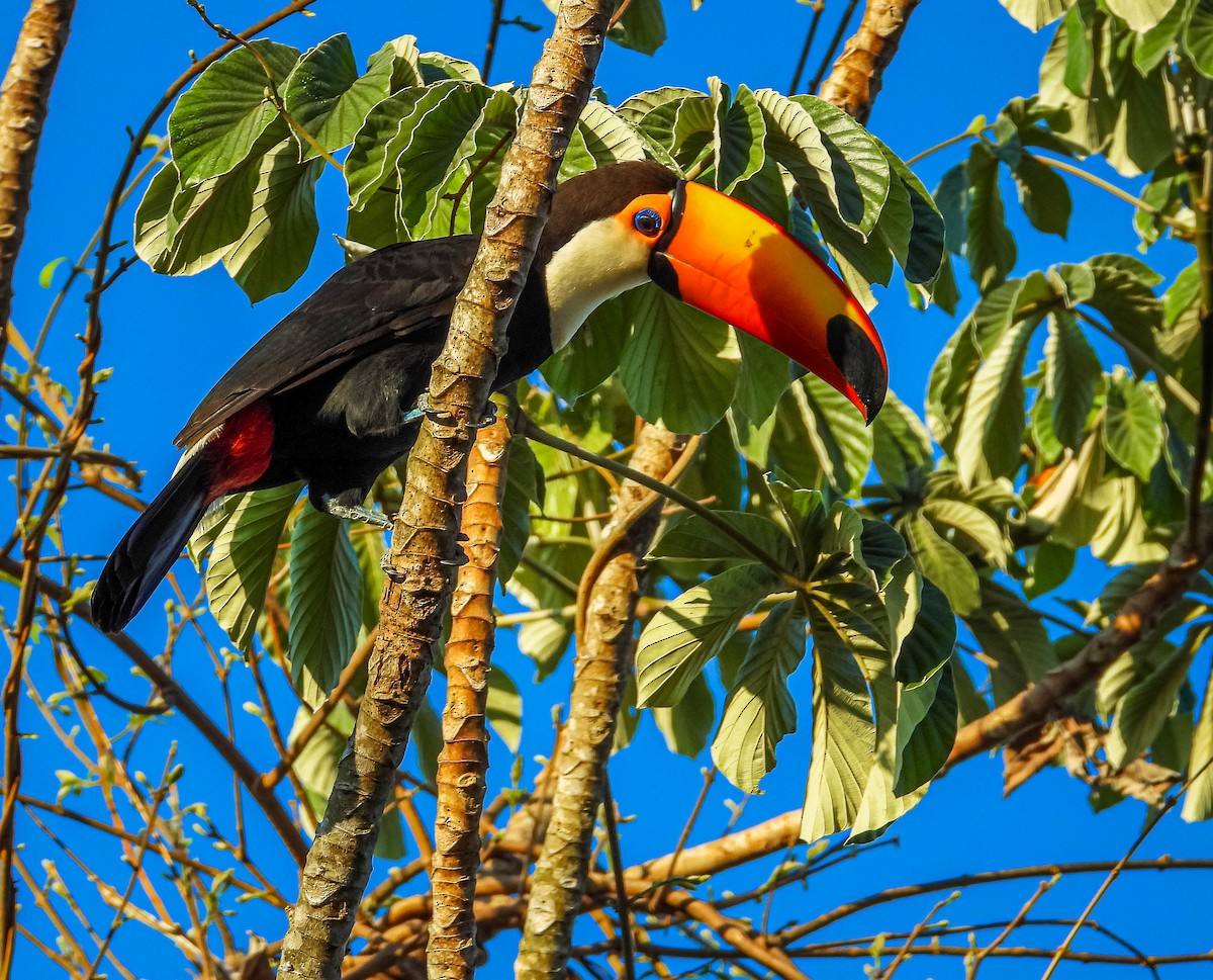 オニオオハシ - ML644330171