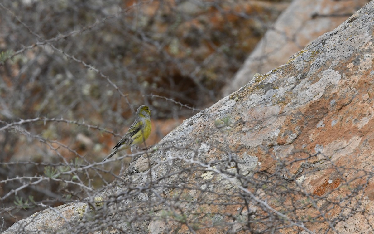 Serin des Canaries - ML644330183