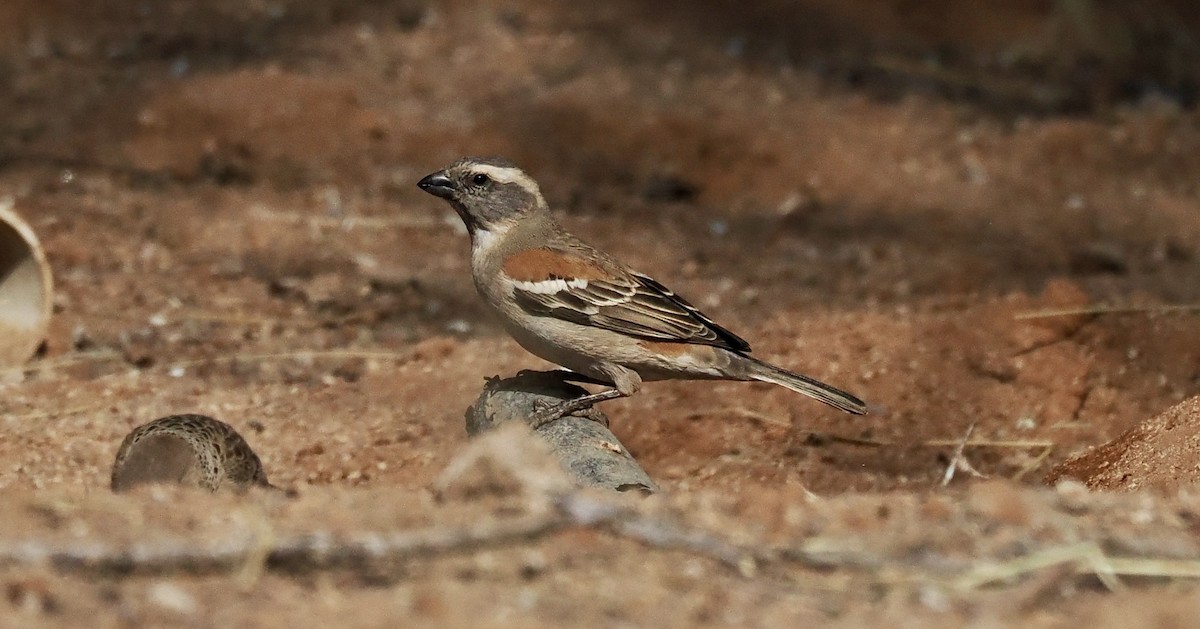 Cape Sparrow - ML644330191