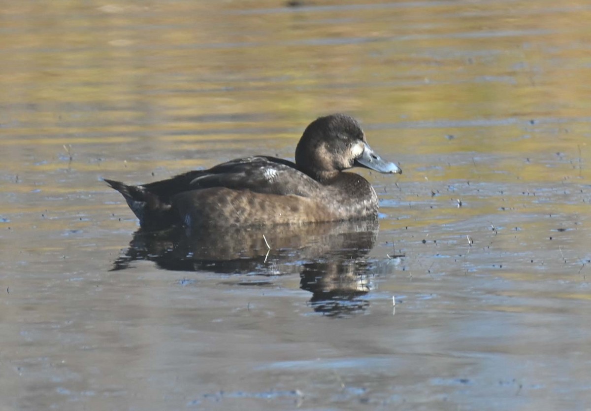 Bergente - ML644330202