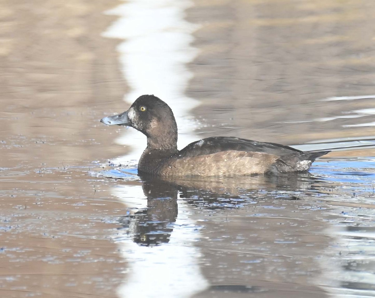 Bergente - ML644330203