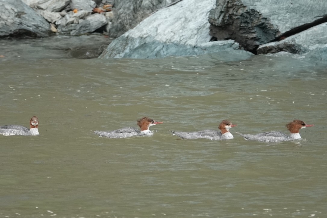 Большой крохаль - ML644330205