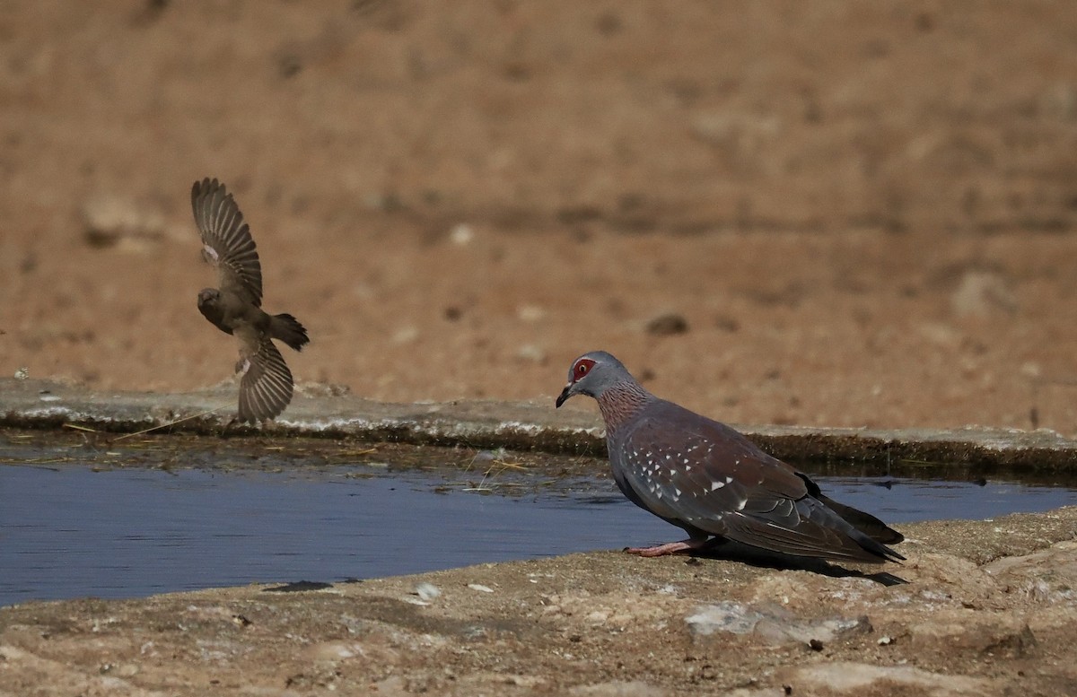 Uso ginearra - ML644330206