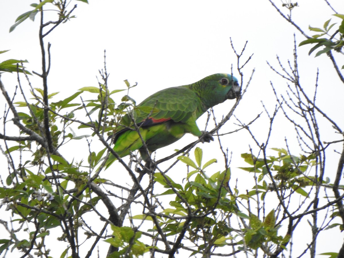 amazoňan modročelý - ML644330212