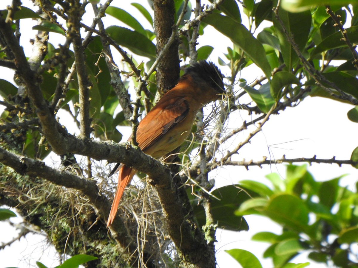 Crested Becard - ML644330232