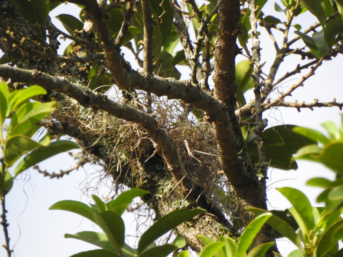 Crested Becard - ML644330233