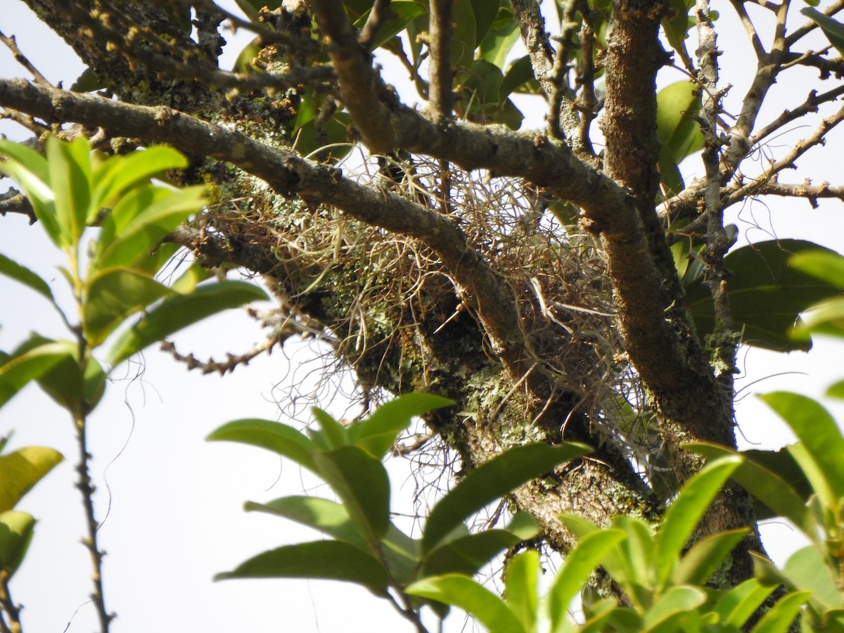 Crested Becard - ML644330234