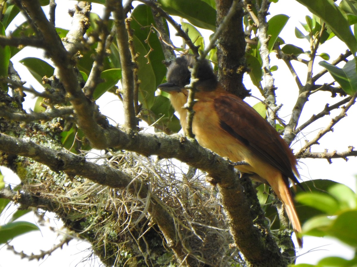 Crested Becard - ML644330235