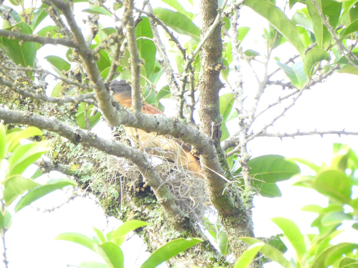 Crested Becard - ML644330236