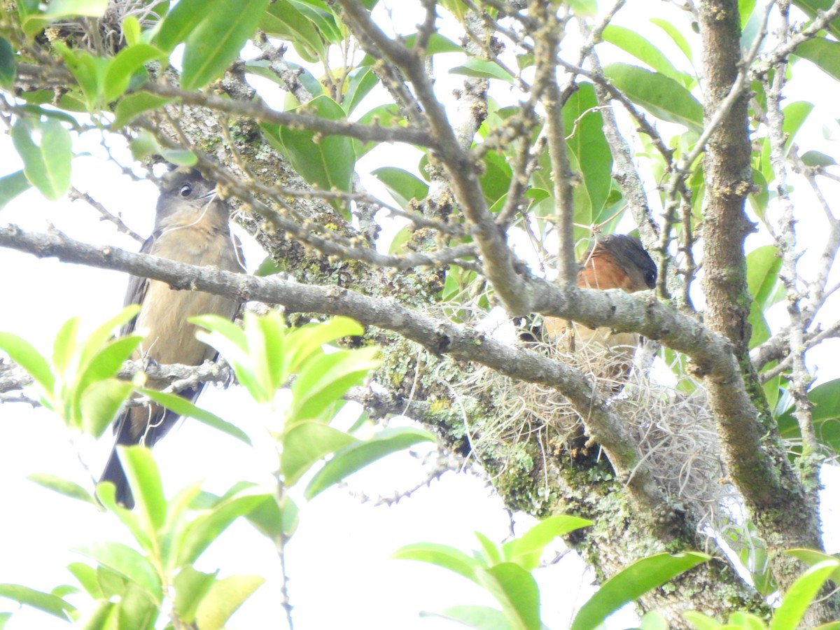 Crested Becard - ML644330237